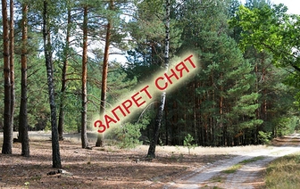 Запрет на посещение лесов снят в Гродненской области