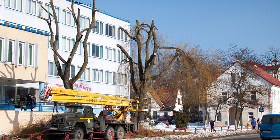 Омолаживающая обрезка в городе: зачем нам деревья «под телеграфный столб»?