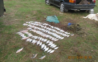 Браконьер из Волковыска сетями выловил 149 особей рыбы
