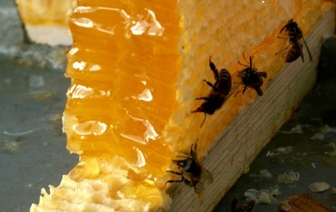 Пчеловодство по-американски: новой переработке меда научат на Волковысской пасеке