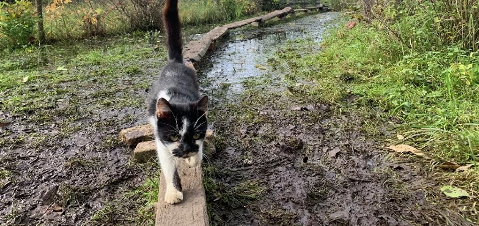 В Росси плавают даже коты: в горпоселке потоп, который не заканчивается