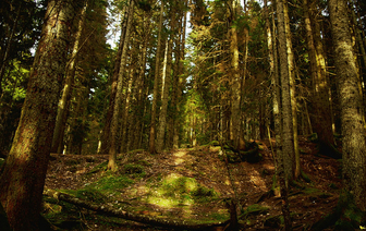 На Волковыщине снят запрет на посещение лесов