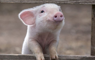 Элитную свинью украли в Волковысском районе