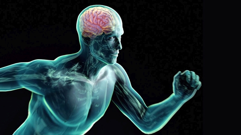 Ученые определили, как физические упражнения влияют на мозг человека