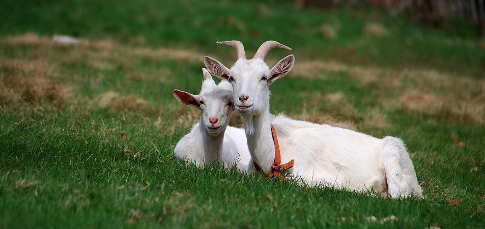 В КСУП «Матвеевцы» на промышленной основе начали разводить коз