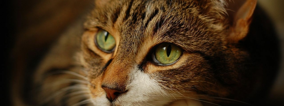 Действительно ли кошки снимают стресс: новое исследование ученых
