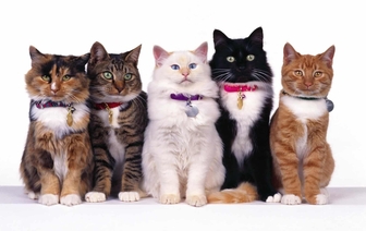 Как цвет кошки может повлиять на достаток в доме