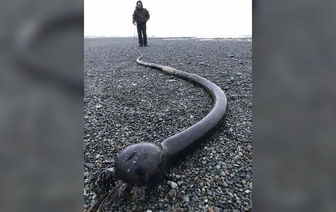 Гигантский морской змей из США обнаружен на побережье Чукотки