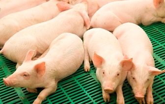 Филиал «Агрокомплекс «Шиловичи» третий в республике среди сельскохозяйственных организаций, имеющих комплексы по производству свинины