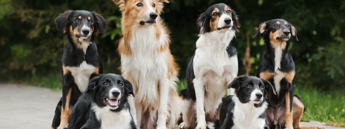 10 умных пород собак, которые легко поддаются дрессировке