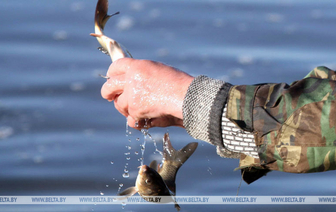 Почти полторы тонны рыбы выпустили в Волпенское водохранилище 