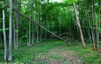 Волковысский Замковый лес стал особо охраняемой зоной