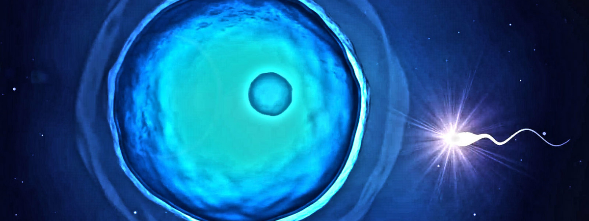 Ученые обнаружили уникальную способность женских яйцеклеток