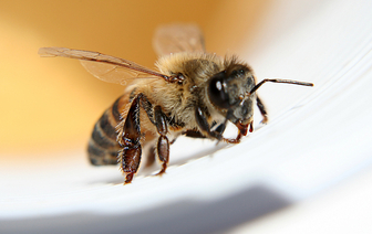 Почему пчелиный яд является лекарством