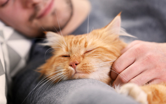 Ученые выяснили, могут ли коты лечить людей