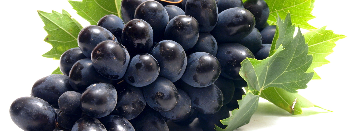 Медики рассказали о неожиданных свойствах черного винограда