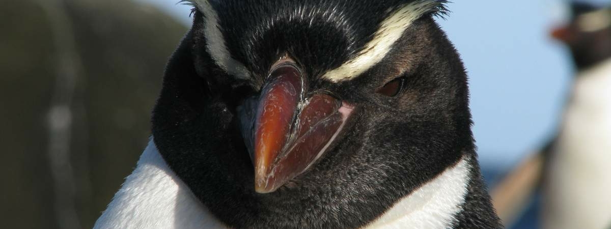 Найден пингвин размером с человека: ученые не верят своим глазам