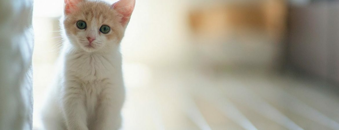Почему некоторые люди не любят кошек: что это значит
