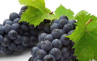 Защитит от слабоумия: новое полезное свойство винограда
