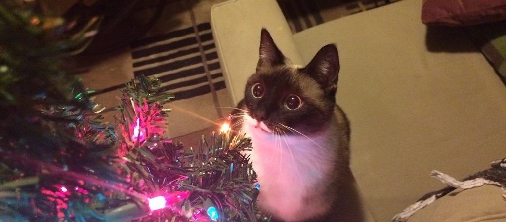 Как спасти новогоднюю елку от кошки: интересный способ