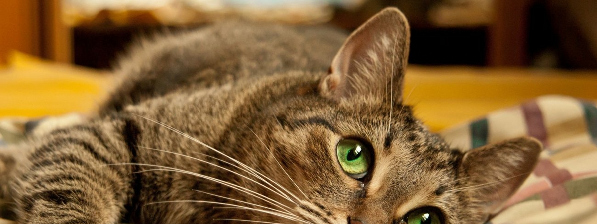 Домашний доктор: почему кошек считают такими