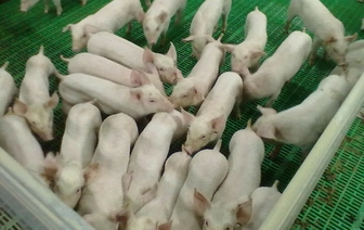 В каких деревнях в Волковысском районе запрещено держать свиней