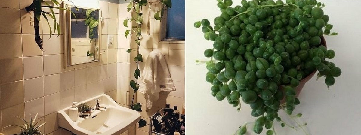 Какие растения посадить в ванной комнате
