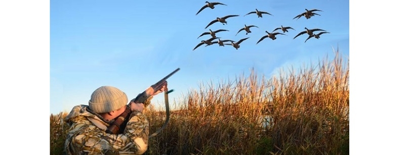открытие осенней охоты на гуся