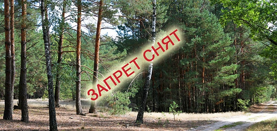 Запрет на посещение лесов снят в Гродненской области