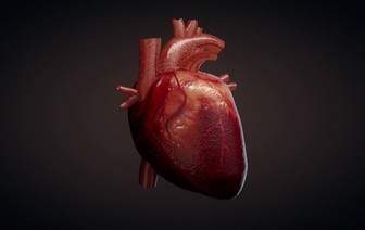 Ученые рассказали, что ведет к ожирению сердца