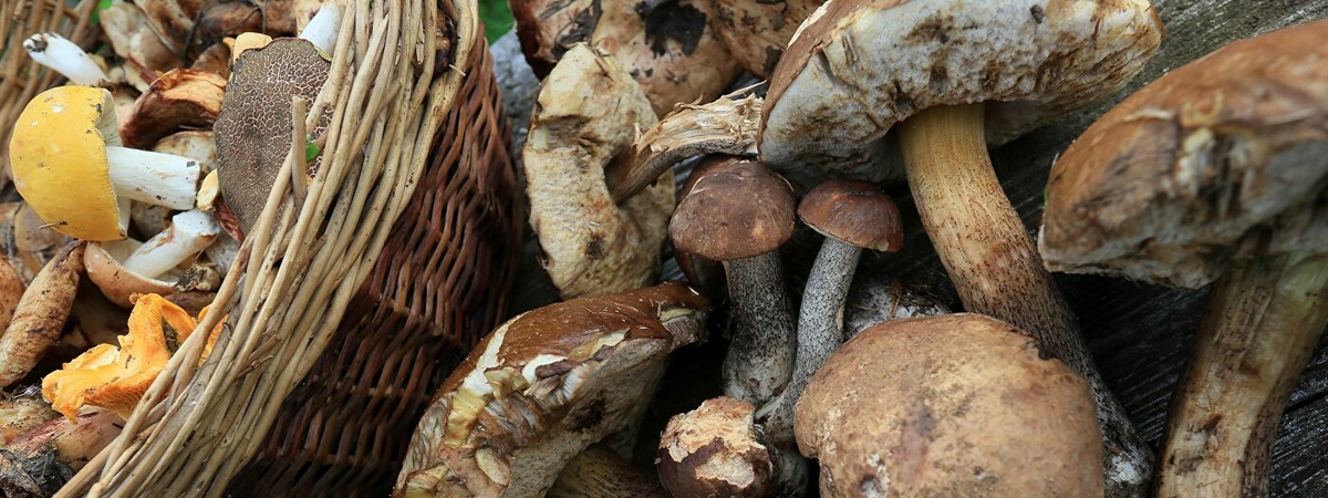 Не всем рекомендуется есть грибы: диетолог дал объяснение