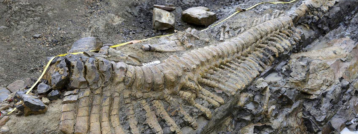 Ученые обнаружили неизвестных утконосых динозавров: фото доисторических монстров