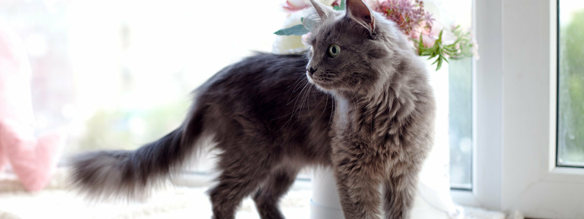 Как кошки защищают дом и его жителей от негативной энергии