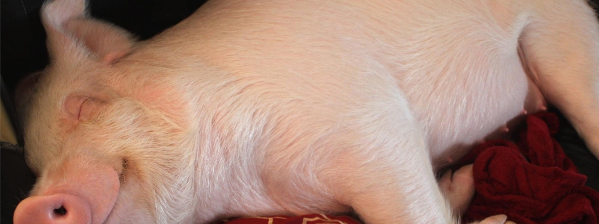 Алкоголь делает свиней счастливее и улучшает вкус их мяса – ученые