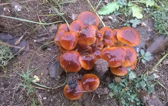 В Волковысском районе мальчик отравился грибами