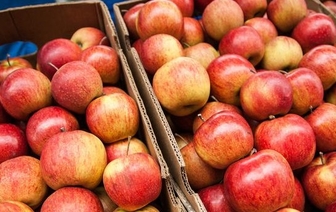 Госконтроль проверил, как в Гродненской области распоряжаются овощами и яблоками из стабфонда