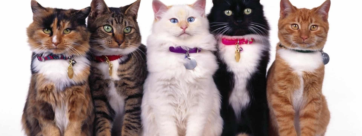 Как цвет кошки может повлиять на достаток в доме