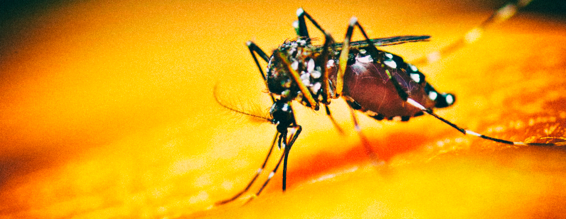 Ученые случайно вывели более стойкий вид комаров