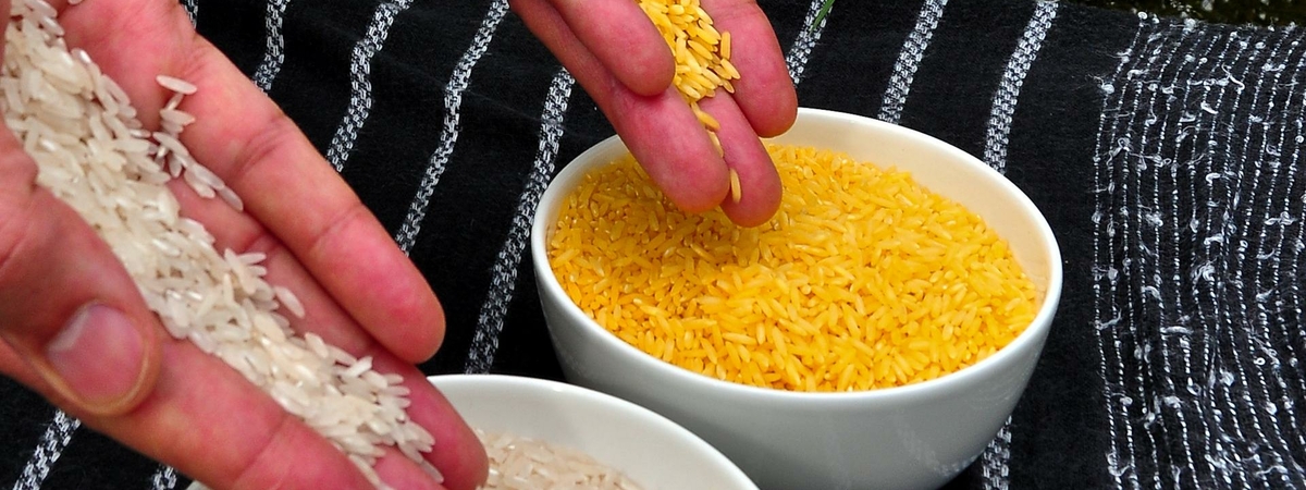 Золотой рис – бесплодия приз: ГМО создаёт избыток витамина А в организме
