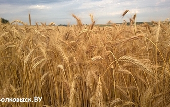 Волковысский район намолотил 100 тысяч тонн зерна
