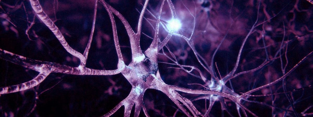 Разрушители мифов 2.0. Учёные доказали, что нервные клетки восстанавливаются