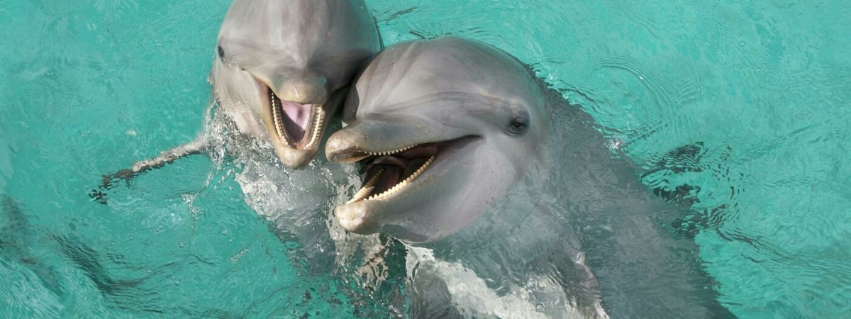 Почему акулы боятся дельфинов: неожиданный ответ ученых