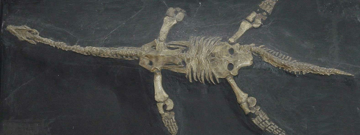 Ученые нашли останки древнего чудовища: «с чешуей и лапами»