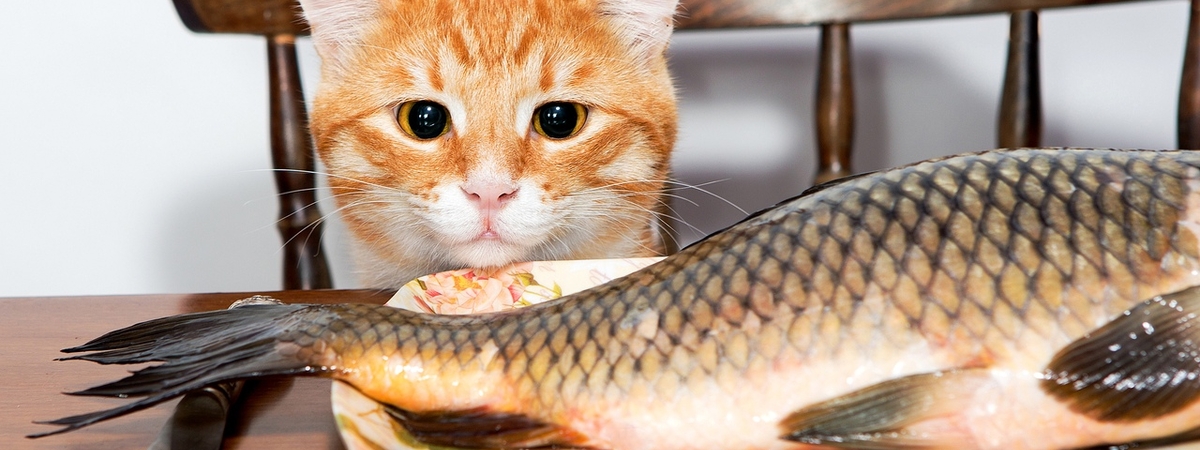 Рыба опасна для котов: Ветеринары раскрыли главную ошибку питания питомцев