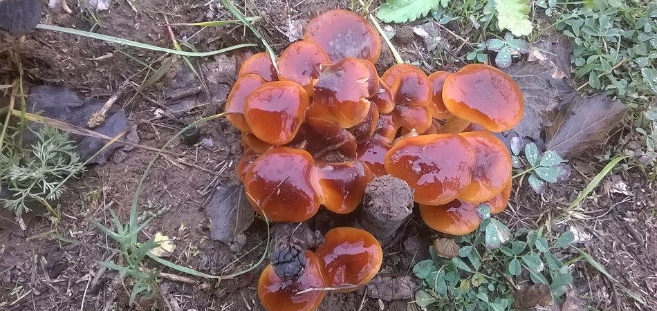 В Волковысском районе мальчик отравился грибами
