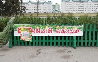 20 декабря в Волковыске откроются елочные базары: смотрите, как дорожали елки каждый год