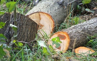 Почему во дворах Волковыска рубят деревья?