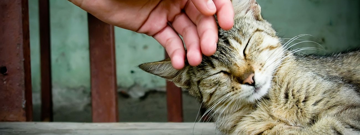 Психологи узнали, как подружиться с любимым котом: важный совет