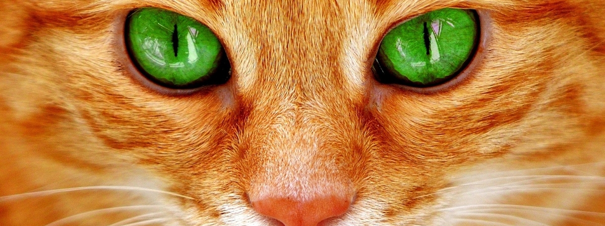 Почему нельзя долго смотреть кошке в глаза: приметы