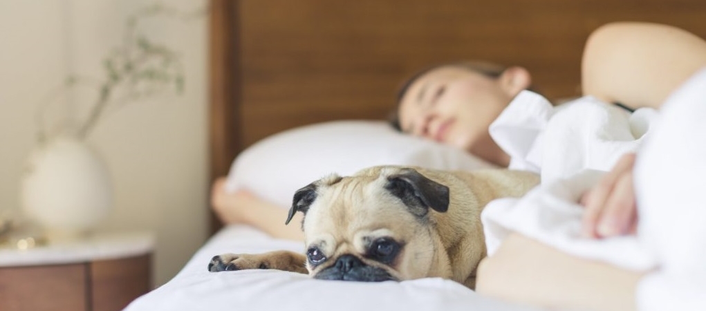 Спи себе сама: почему брать кошку или собаку в постель — плохая идея
